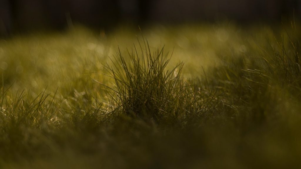 Photograph of grass with the blades closest to the frame are in shadow and silhouetted against the sunny lawn visible in the background. Taken by Jodie Sherell in 2020. 