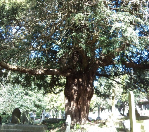 Yews, Jews, Aliens and Canterbury World Heritage Site – a busy week