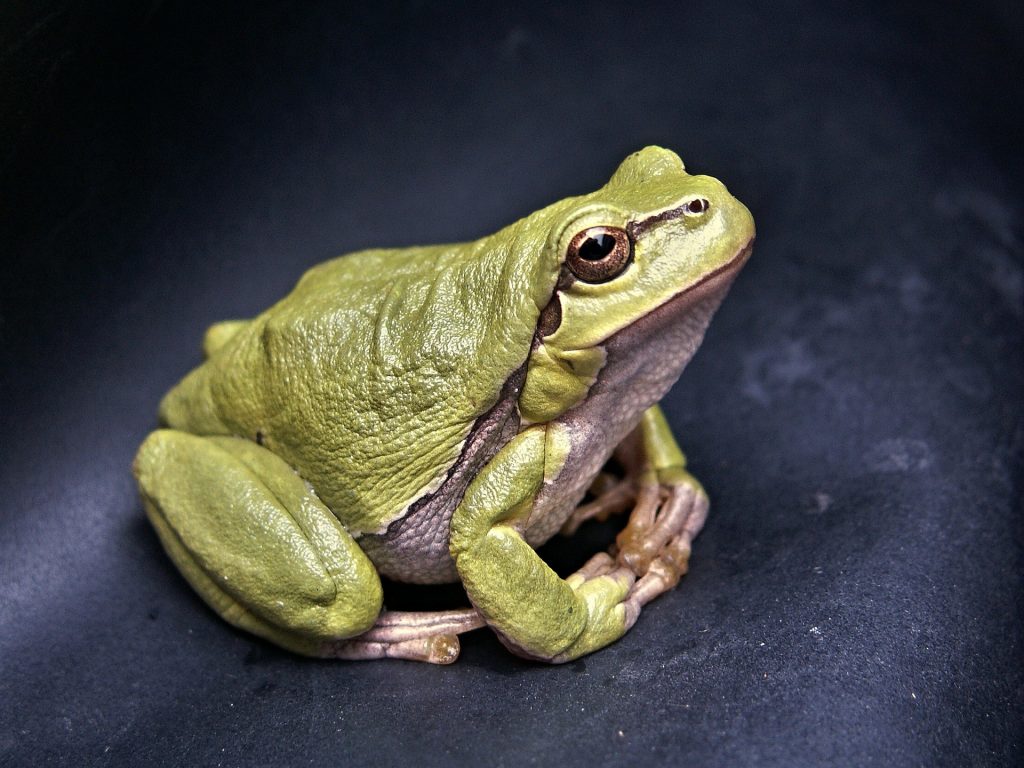 Frog.