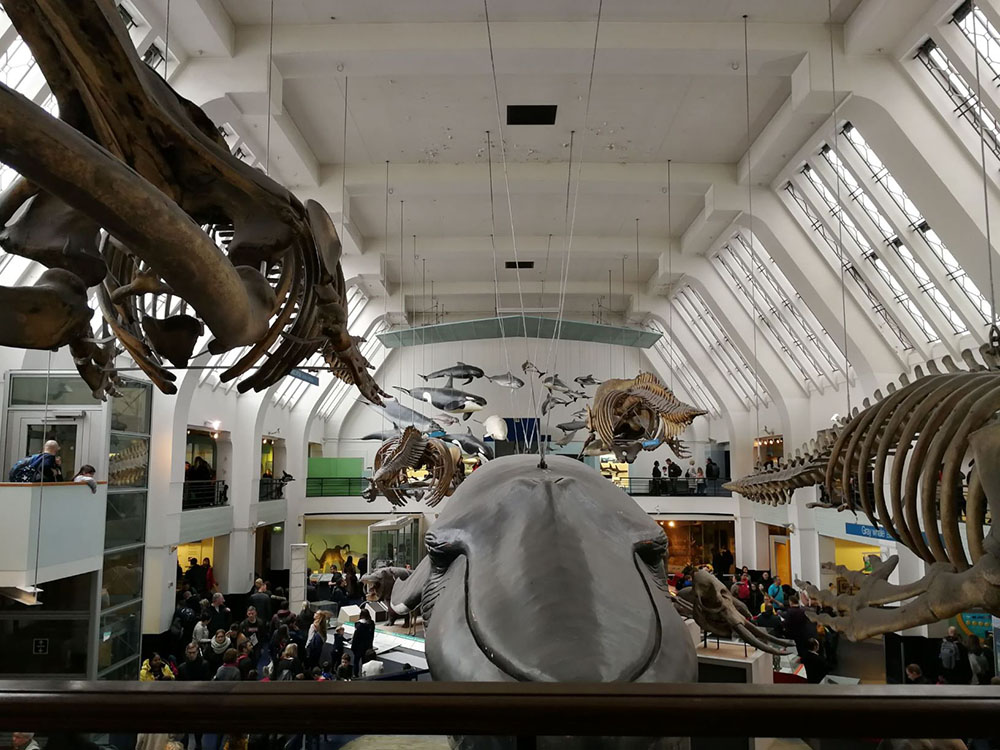 A picture from the Natural History Museum from the hall of marine mammals