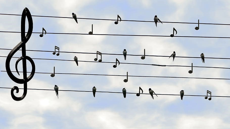 birds and musical notes together on phone lines