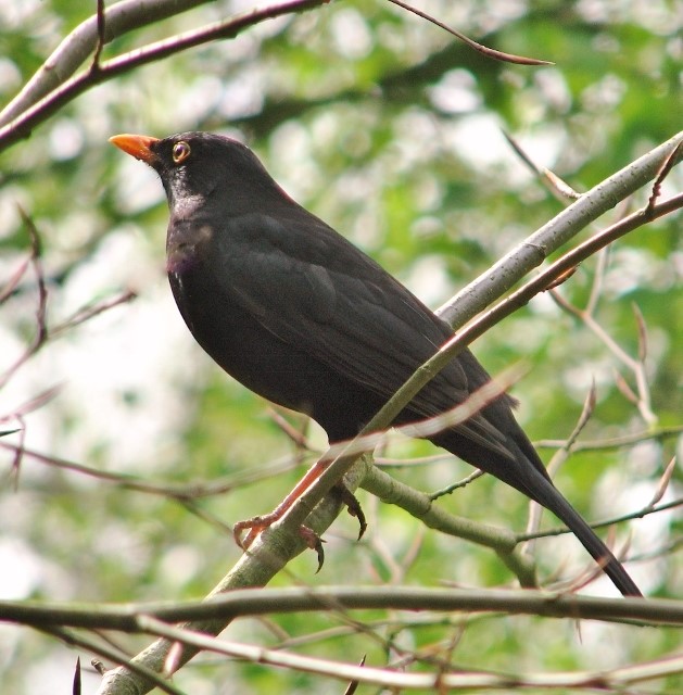 blackbird perched on a branch