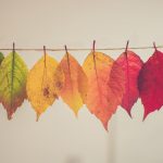 A washing line showing leaves of different colours to reflect change
