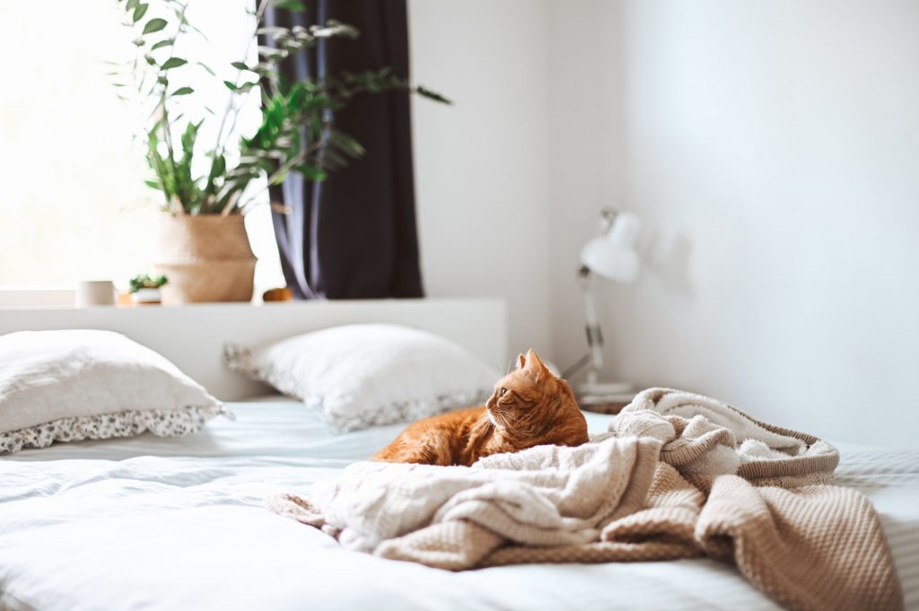 a cat laying on a messy bed