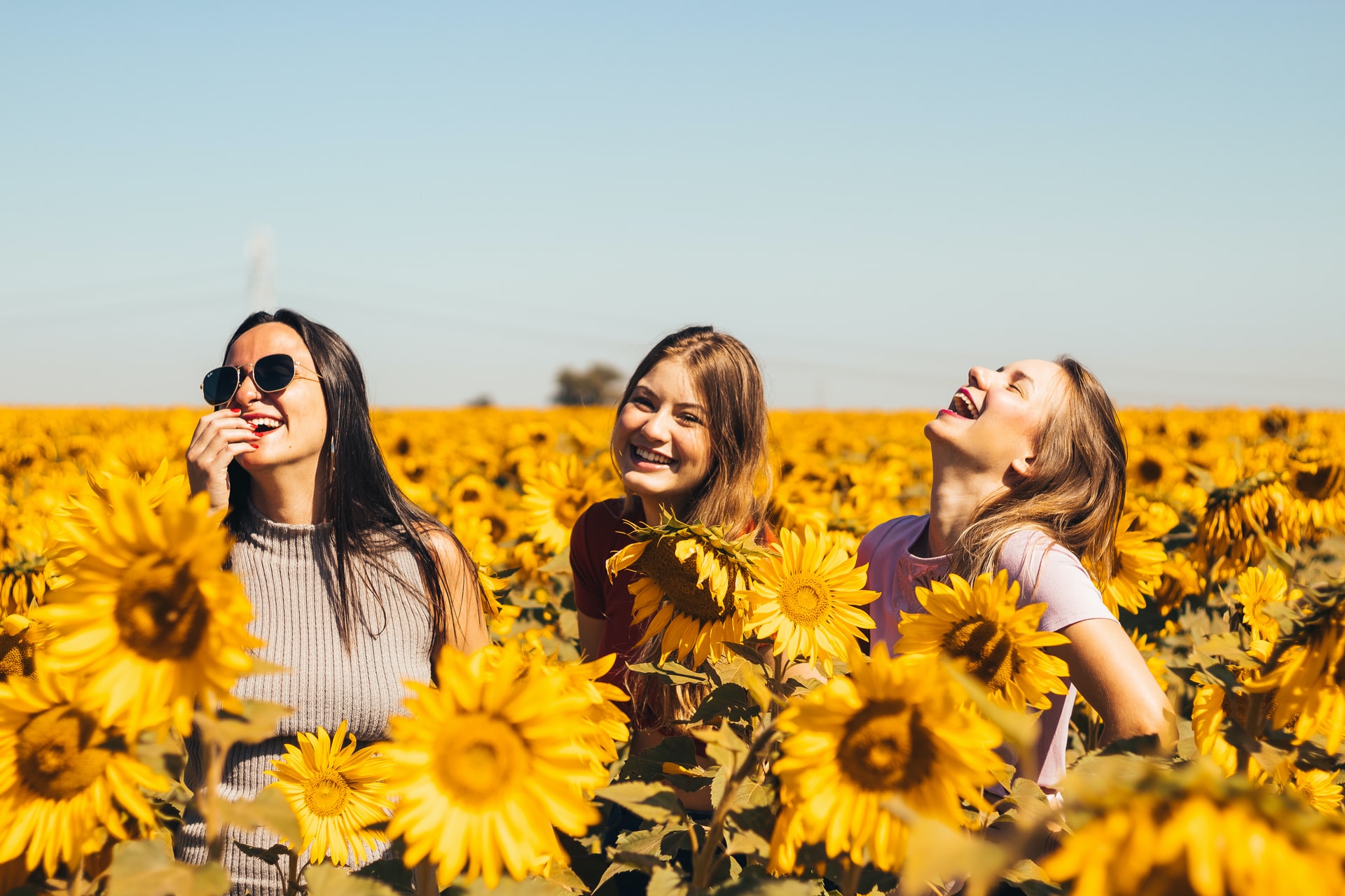 Three young ladies laughing in a field of sun flowers