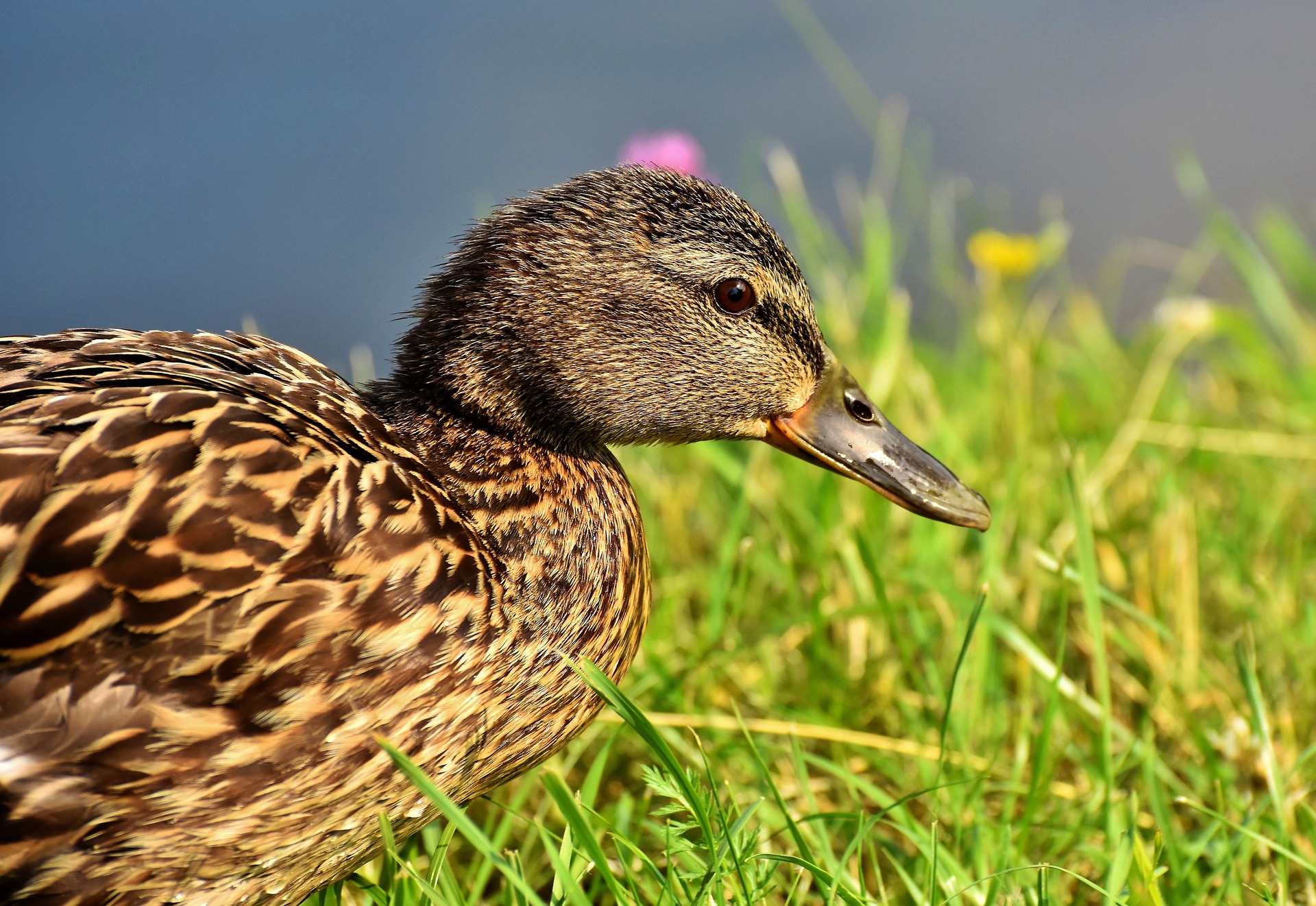 A mallard duck by Capri23auto from Pixabay