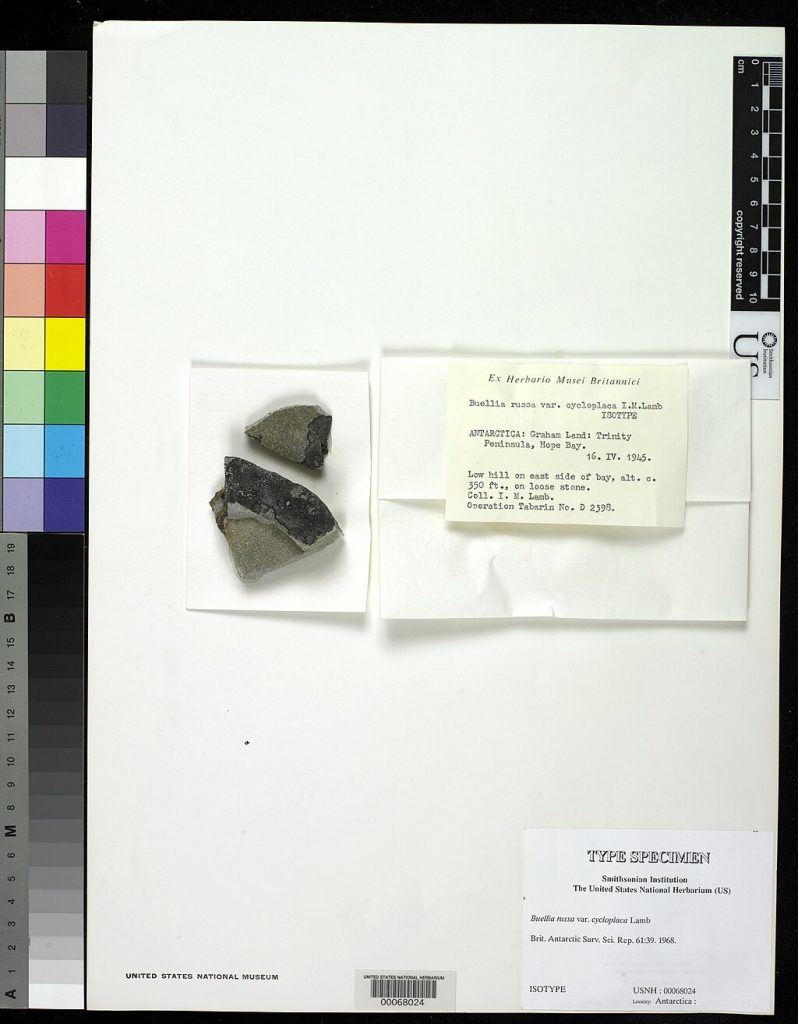 A specimen collected by Makenzie from Graham Island, Antarctica, named, 'Buellia russa var. cycloplaca'