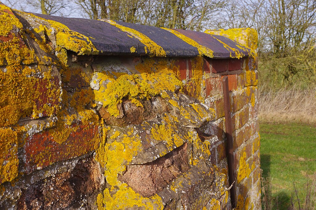 Yellow lichen on a brick wall.