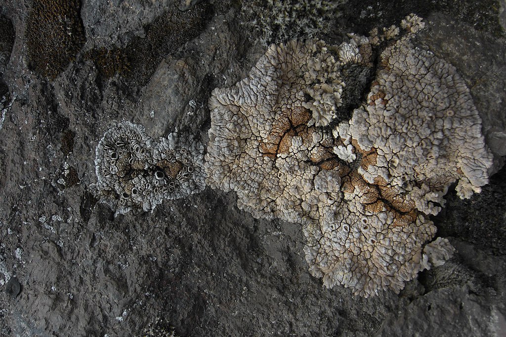 The lichen genus 'Placopsis', appearing as a grey crust-like lichen growing on black rocks.