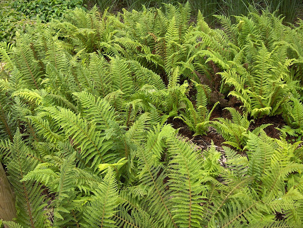 A gathering of green ferns.