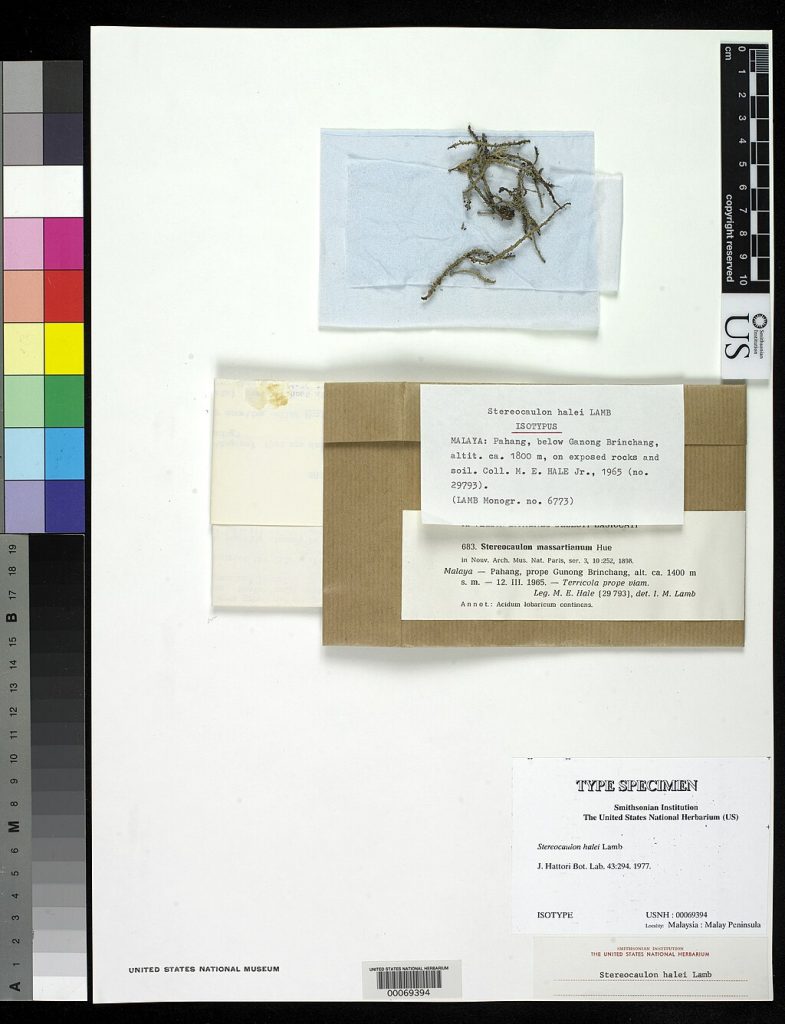 A specimen collected by Makenzie from Malaya, Pahang, named, 'Stereocaulon patagonicum'