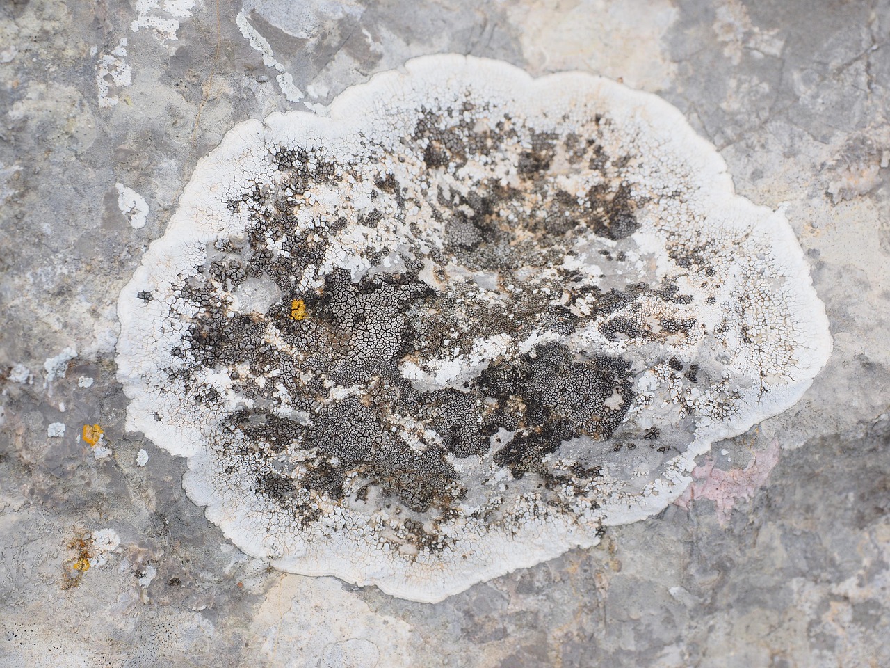 A white crust-like lichen growing on limestone rock.