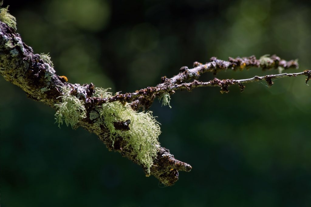 Green fern-like lichen on a tree branch.