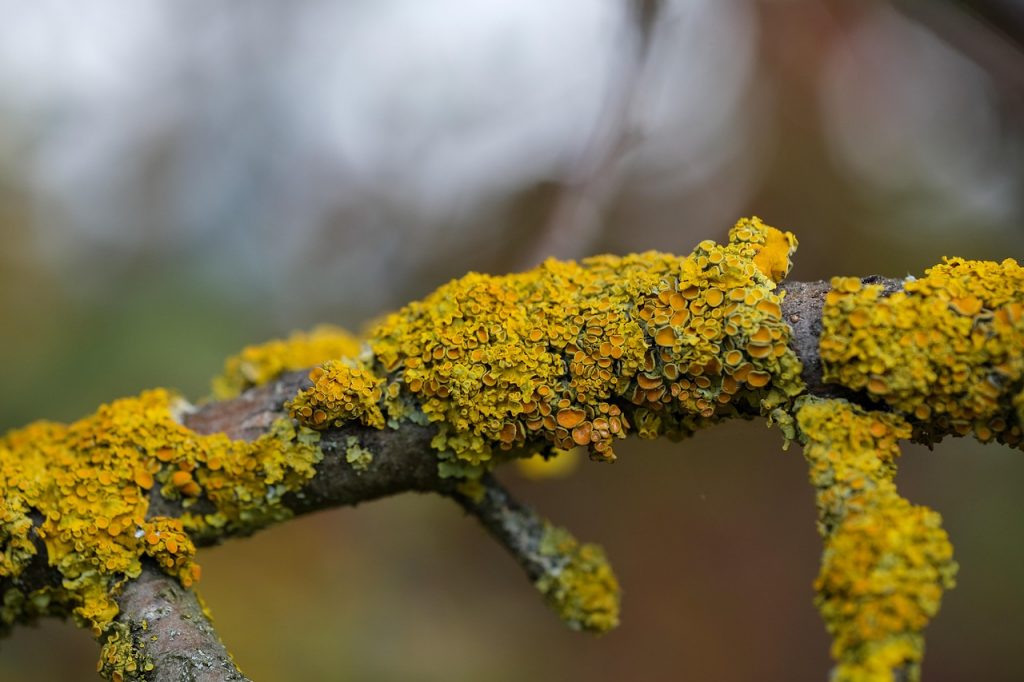 A yellow Sunburst lichen on a tree branch.