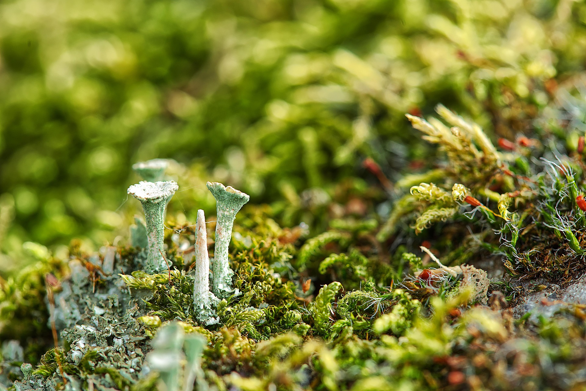 Small four cup lichens amongst