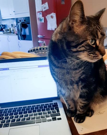 cat sitting by a laptop