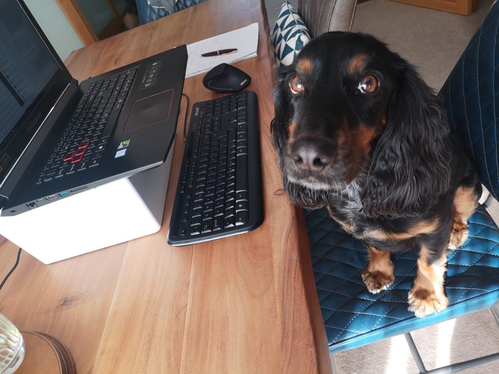 dog sitting at a computer desk