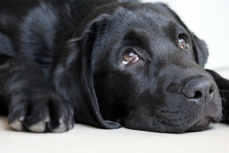 a picture of a sad-looking black Labrador dog