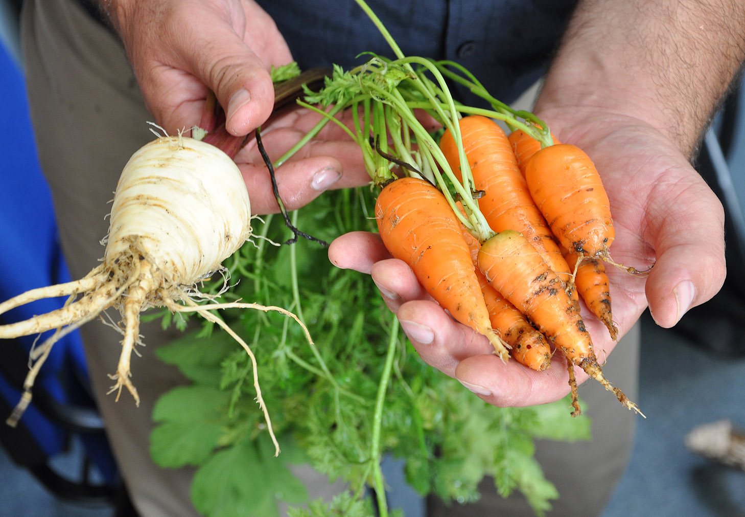 Fresh allotment produce Sept 2015