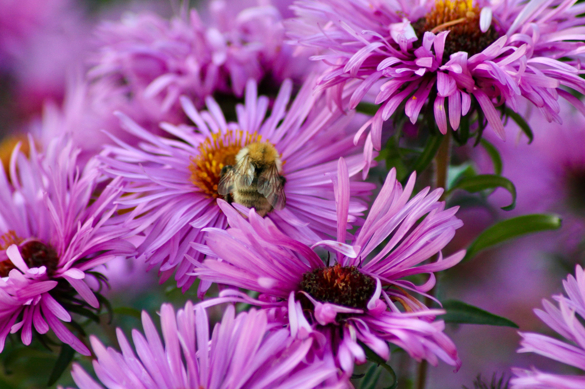 Why Do We Need Bees Sustainability why-do-we-need-bees-sustainability