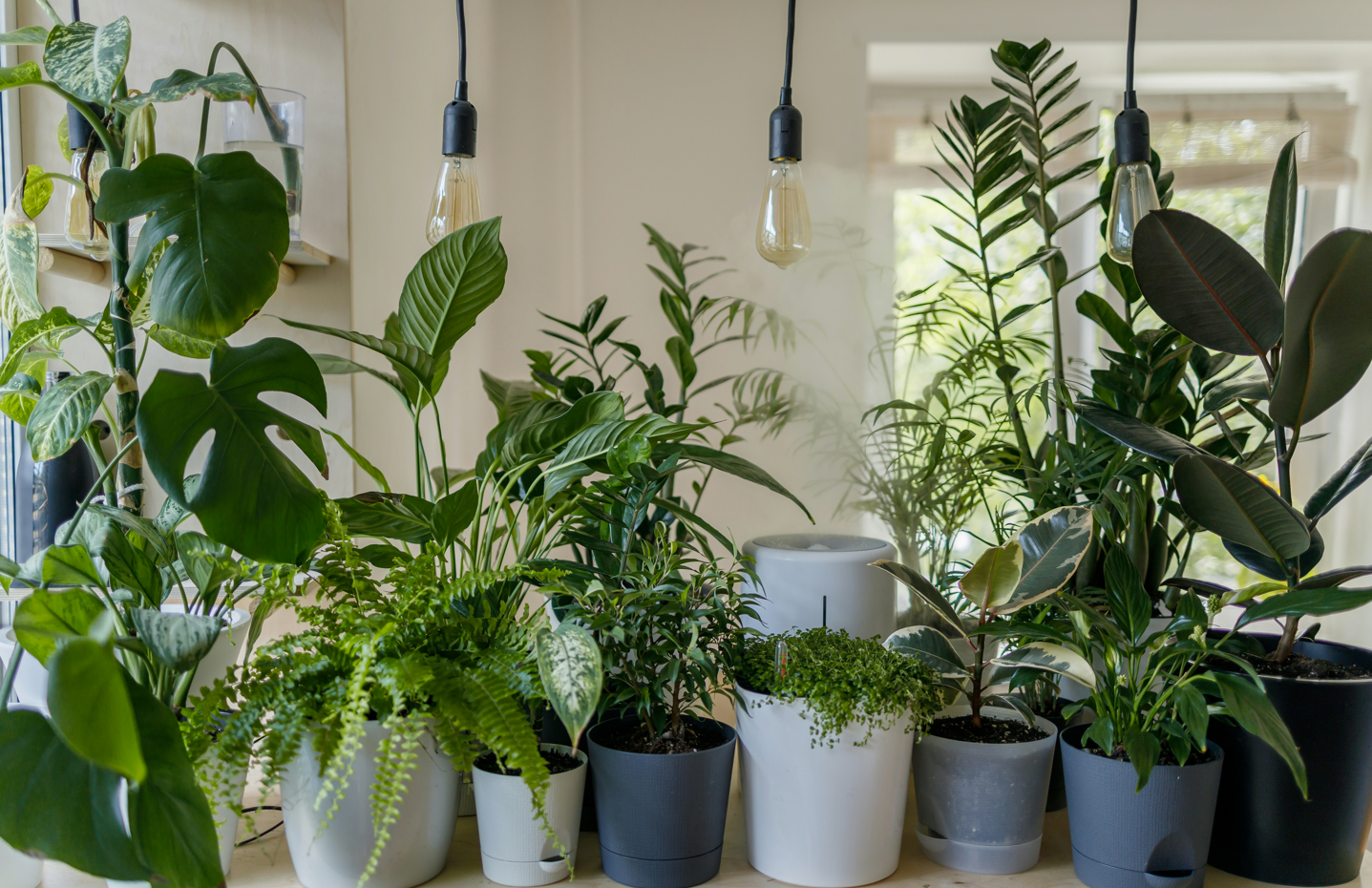 How to take care of a house plant: the basics